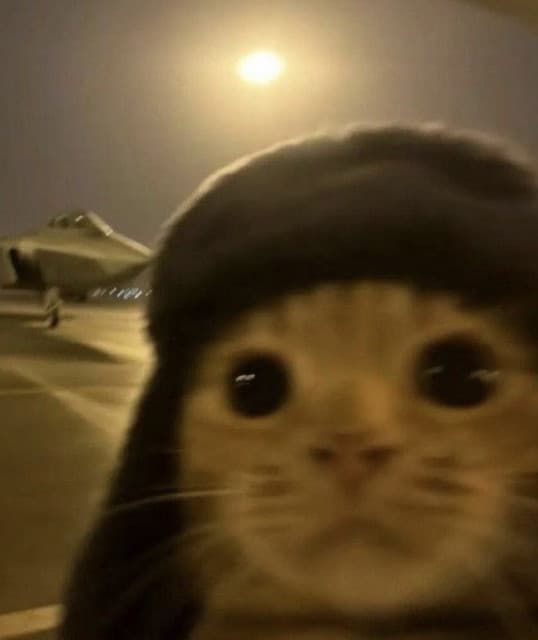 TEKKCAT