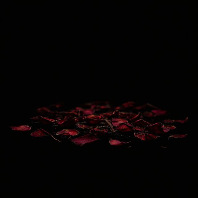 Haunted cover art