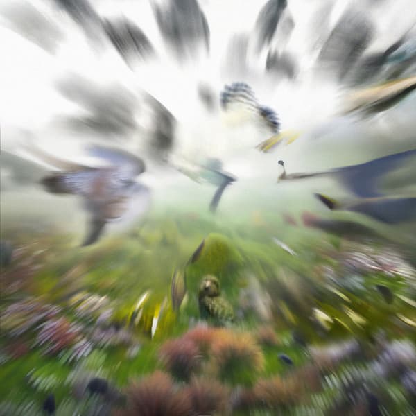 Natural History cover art