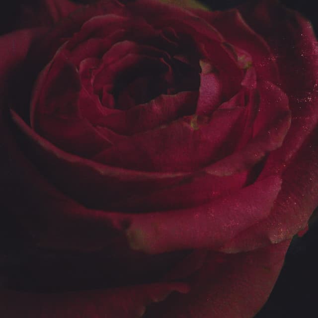 Heaven in Hiding - Acoustic cover art