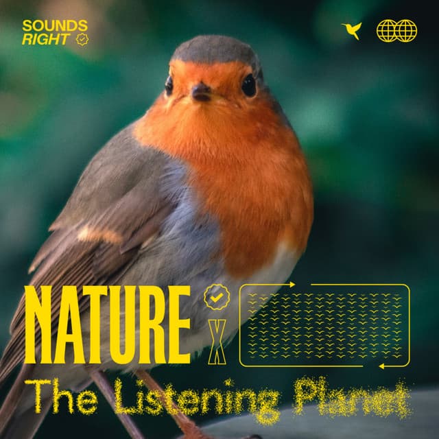 Northern UK Forest Birds cover art