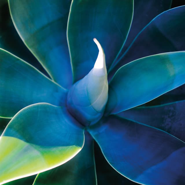 Azur cover art