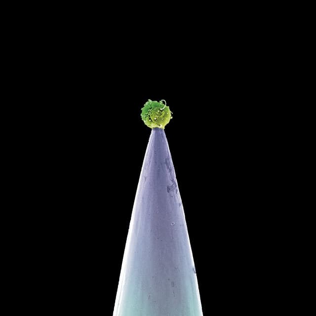 New Blood (Special Edition) cover art