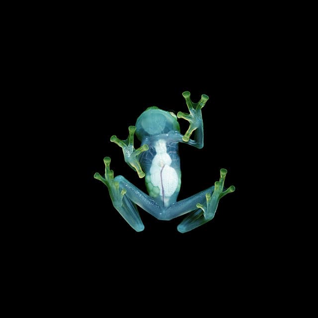 KOKOE (with Otira) cover art