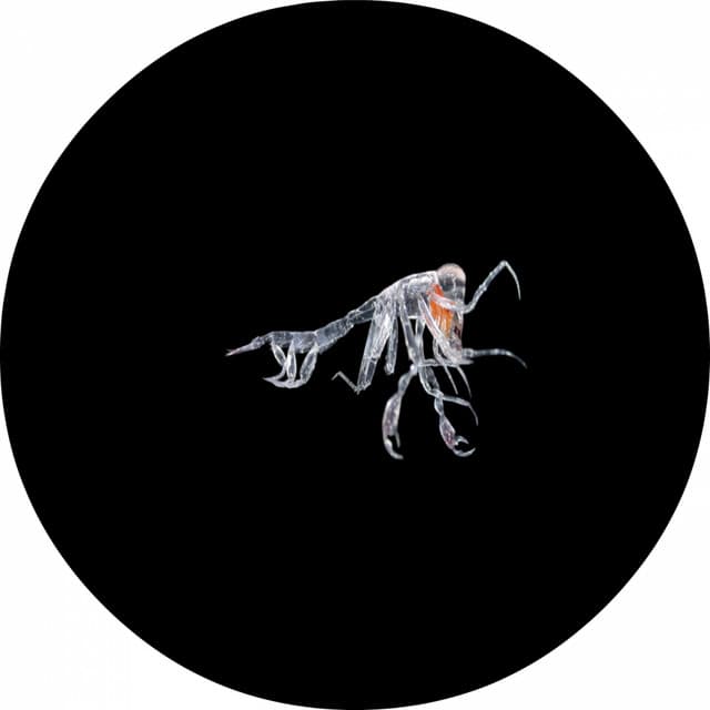 Orange EP cover art