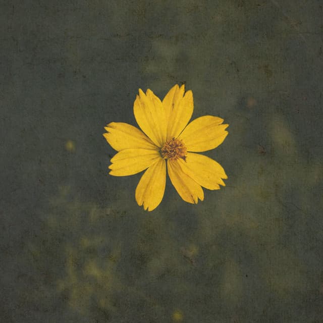 Classical Reflections cover art