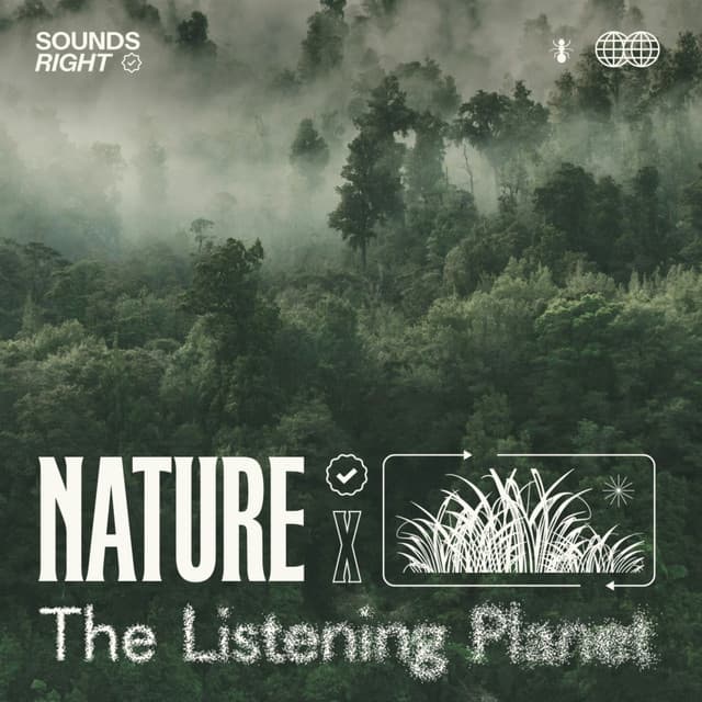 Rainforest Rhythms cover art