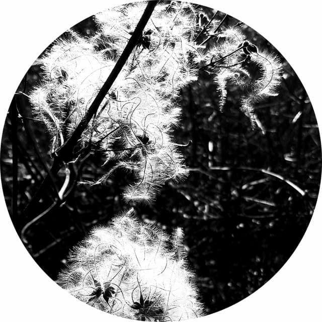 Luciferin - Chptr Rework cover art