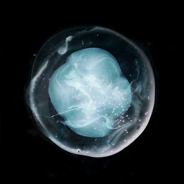 The Undivided Five cover art