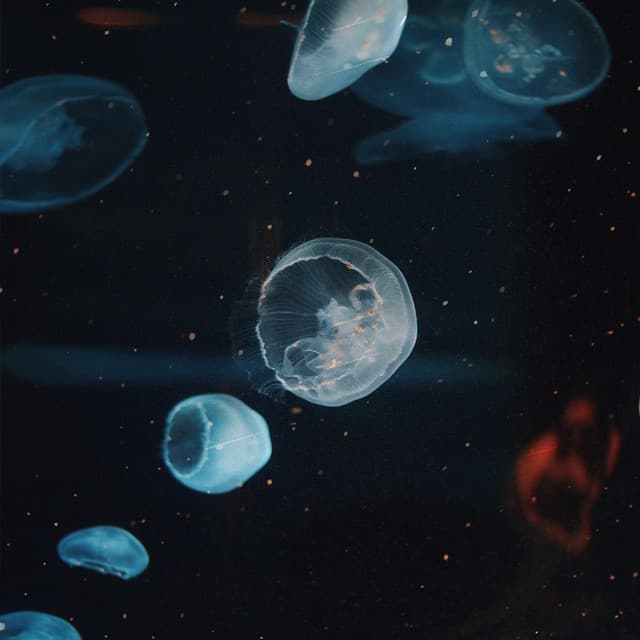 Searching cover art