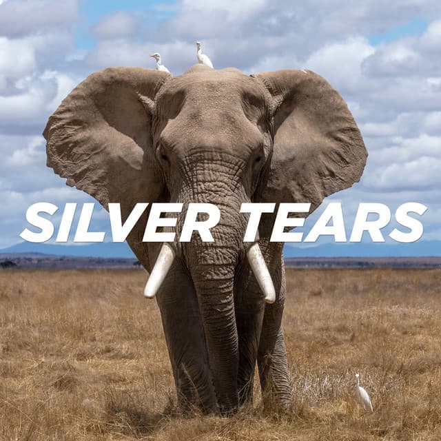 Silver Tears cover art