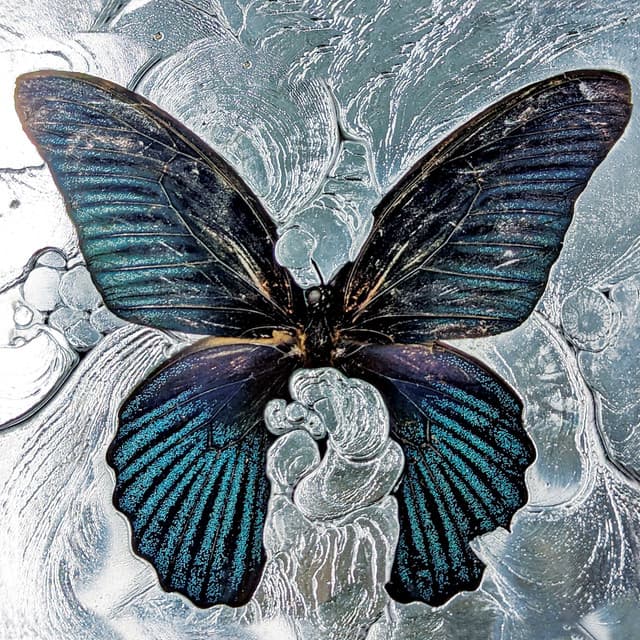 Nymph_o cover art