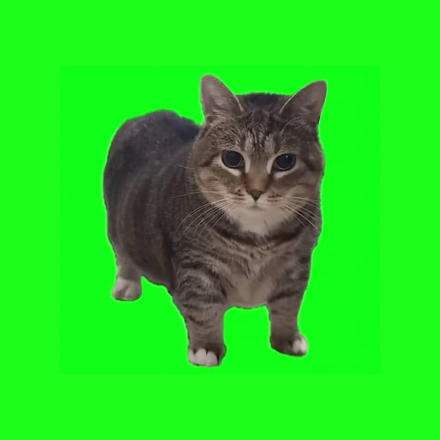 OIIA OIIA (Spinning Cat) - Extended Mix cover art