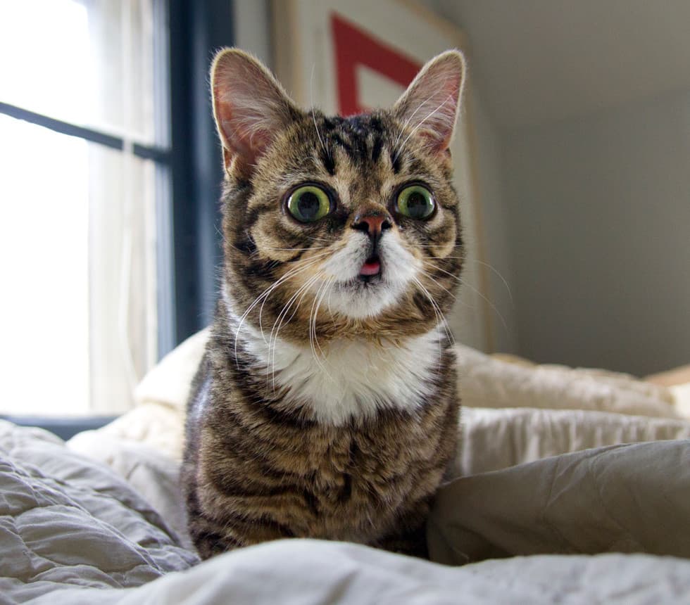 Lil Bub